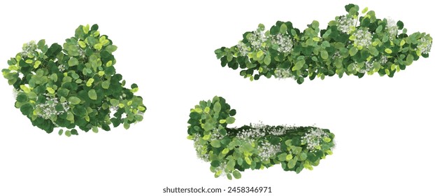 Group of creeper plants, isolated on transparent background. 3D render.Top view