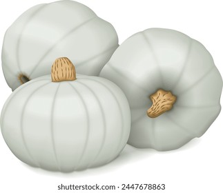 Group of Crown Prince Squash. Winter squash. Cucurbita maxima. Fruits and vegetables. Isolated vector illustration.