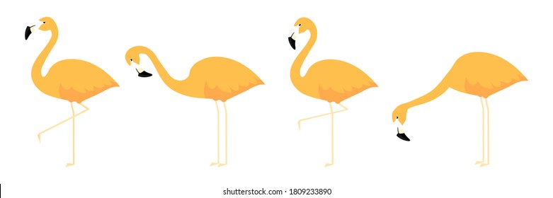 Group cute orange flamingo in different poses cartoon vector illustration isolated on white