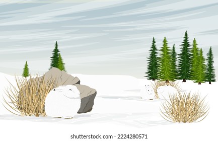 A group of cute white polar hares hides from the wind behind large stones. Spruce forest. Wild animal of the Arctic in winter. Realistic vector landscape