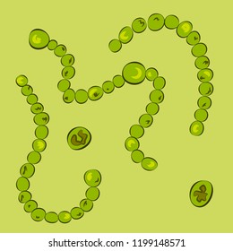 Group of Cyanobacteria on green background, vector illustration