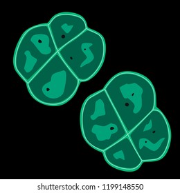 Group of Deinococcus-Thermus bacterias on black background, vector illustration