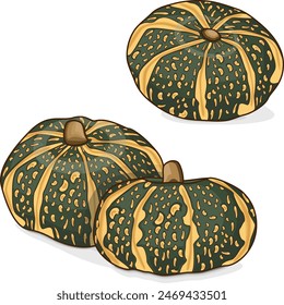Group of Delica Winter Squash  or pumpkin Courge Delica Moretti. Cucurbita maxima. Fruits and vegetables. Clipart. Isolated vector illustration.