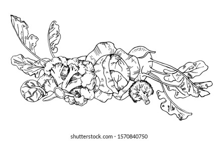 Group of different cabbages. Hand drawn vector sketch illustration on white background. Broccoli, brussels sprout, kohlrabi, white cabbage