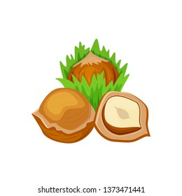 Group of different hazelnut vector illustration isolated on white background.