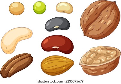 Group of different nuts isolated illustration