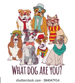 Group dog fashion hipster isolated on white.  Color vector illustration. EPS8