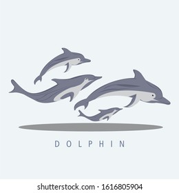 A group of dolphins swim