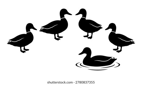Group of ducks some standing on land and one swimming in water wildlife