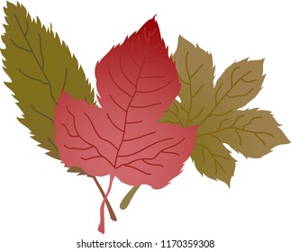 A group of Elegant autumn leaves