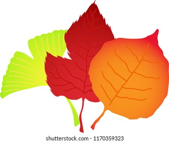 A group of Elegant autumn leaves