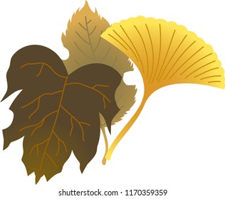 A group of Elegant autumn leaves