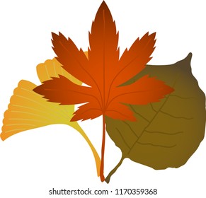 A group of Elegant autumn leaves