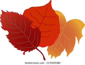 A group of Elegant autumn leaves