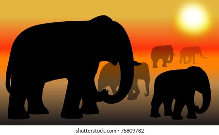 Group of elephant sunset in Thailand