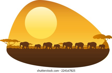 Group of elephants walking in an african sunset.