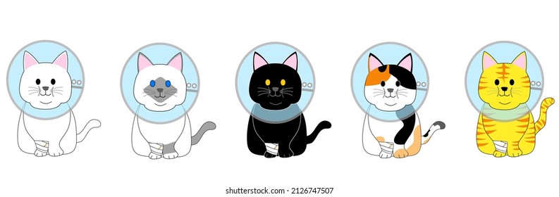 A group of fat cats with elizabethan collar 