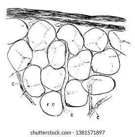 A group of fat cells with capillary vessels, vintage line drawing or engraving illustration.
