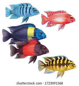 Group of fish cichlids of different types of coloring on a white background (Cichlidae)