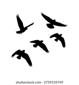 A group of five birds in mid-flight, captured as dark silhouettes against a bright background, showcasing their wings spread.