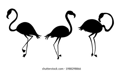 A group of flamingos in different poses. Black silhouette. Vector illustration.