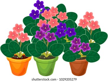 Group of flowering African violets (Saintpaulia) plant in flower pots