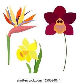 A group of flowers closeup, yellow, red flowers with green leaves isolate on white background .
