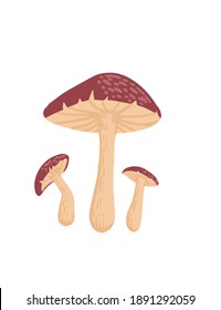 Group of Fly Agaric mushroom fresh poisonous organic fungus flat vector illustration isolated on white background