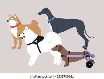 A group of four dogs, a Shiba inu, a Samoyed, a Greyhound, and a sausage dog with moving disability using a wheelchair support