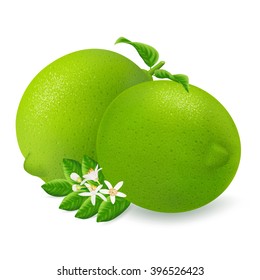 Group fresh limes with leaf and flower isolated on white background. Realistic vector illustration.