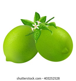 Group fresh limes with leaf and flower isolated on white background. Realistic vector illustration.