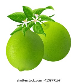 Group fresh limes with leaf and flower isolated on white background. Realistic vector illustration.