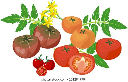 Group of fresh tomatoes of different colors with green leaves and yellow flowers isolated on white background