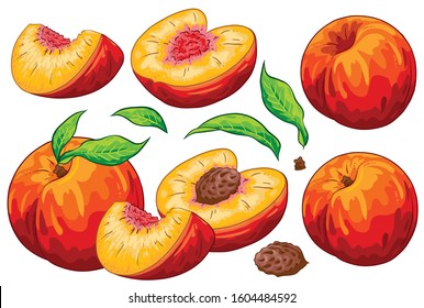 Group of fruit cut peaches, peach seed and leaves. Isolated on white background. Peach illustration, hand draw cartoon vector. Colorful fruits. 