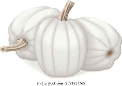 Group of Full Moon pumpkin. Winter squash. Cucurbita maxima. Fruits and vegetables. Isolated vector illustration.