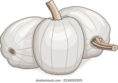 Group of Full Moon pumpkin. Winter squash. Cucurbita maxima. Vegetables. Clip art. Isolated vector illustration.