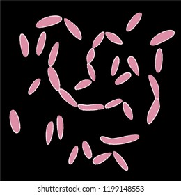 Group of Fusobacteriales on black background, vector illustration