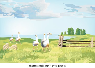 A Group of geese in the wonderful green field.