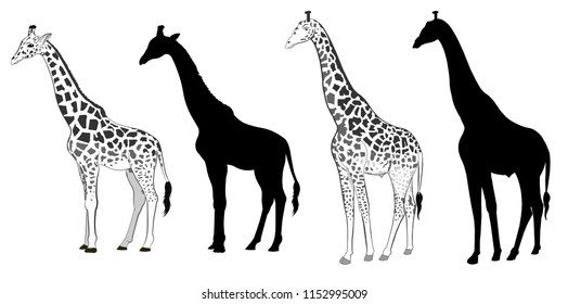 Group of giraffe silhouette