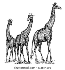 Group of giraffes