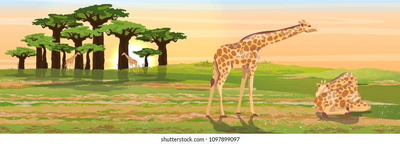 A group of giraffes near a baobab grove. A sleeping giraffe is sitting on the grass. African savannah. Realistic vector landscape. The nature of Africa. Reserves an