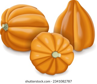 Grupo de calabaza de bellota de oro o calabaza de oso de miel. Aplastamiento. Calabaza de invierno. Cucurbita pepo. Frutas y verduras. Ilustración vectorial aislada.