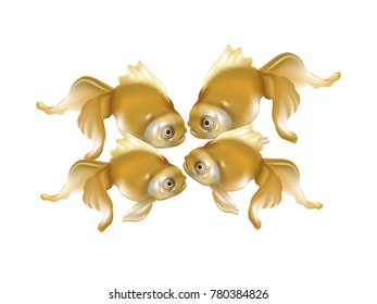 Group of gold fish