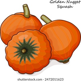 Group of Golden Nugget squash Winter squash. Cucurbita maxima. Fruits and vegetables. Clipart. Isolated vector illustration.