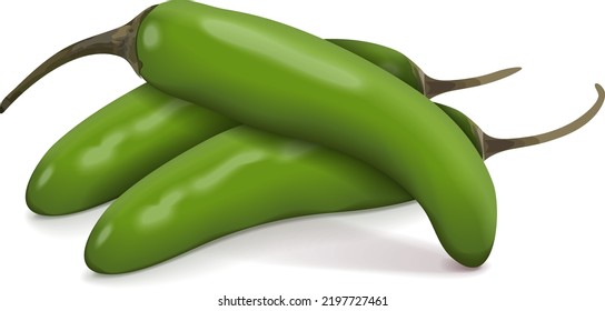 Group of green serrano Chile peppers. Chile serrano or serrano chilis. Chili pepper. Capsicum annuum. Fresh organic vegetables. Vector illustration isolated on white background.