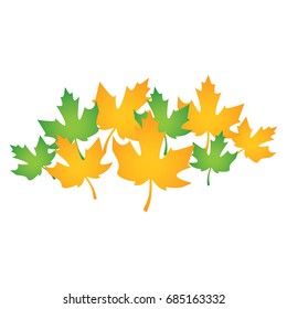 A group of Green and Yellow Maple Leaves