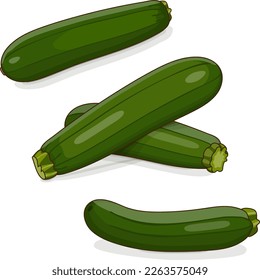 Group of Green Zucchini. Courgette or marrow. Summer squash. Cucurbita pepo or cucubits. Fresh, organic, raw fruits and vegetables. Cartoon style. Vector illustration isolated on white background.