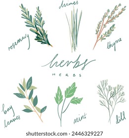 group of herb vector illustrations