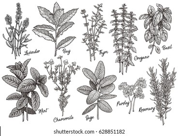Group Of Herbs And Spices Illustration, Drawing, Engraving, Ink, Line Art, Vector