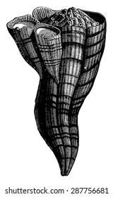 Group Hippurites Toucasianus at different ages, vintage engraved illustration. Earth before man  1886.